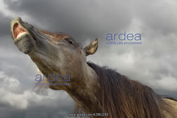  : Horse