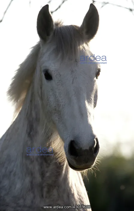  : Horse
