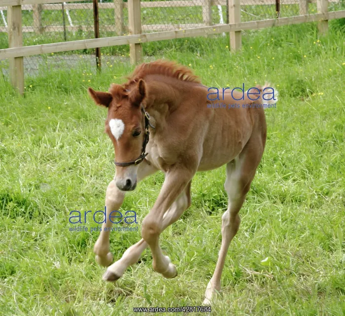  : Horse - 7 day old foal galloping, wearing halter