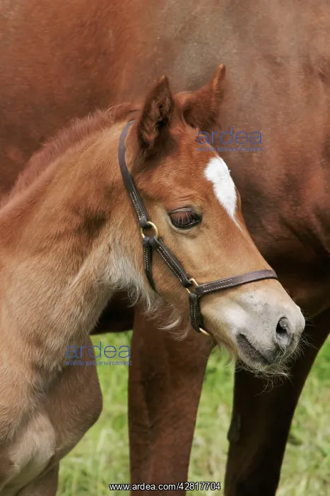  : Horse - 7 day old foal with mother close up