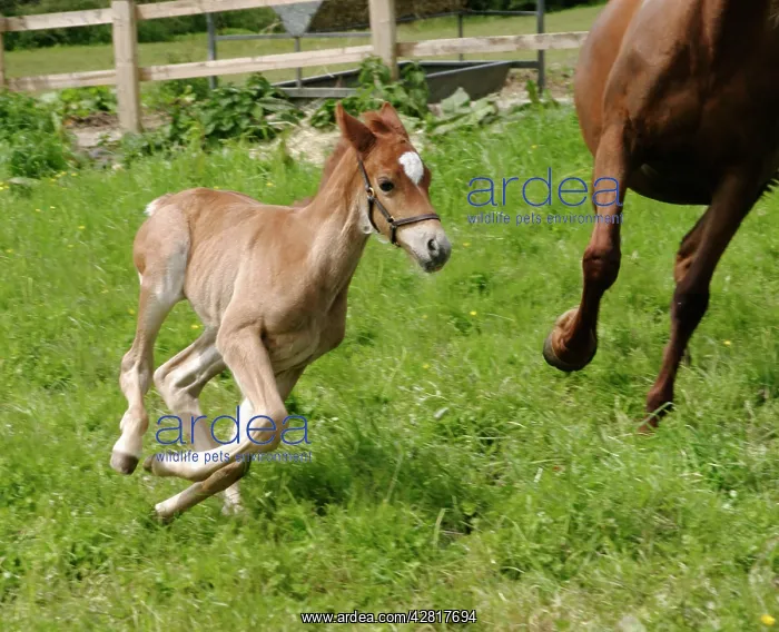  : Horse - 7 day old galloping foal with mother