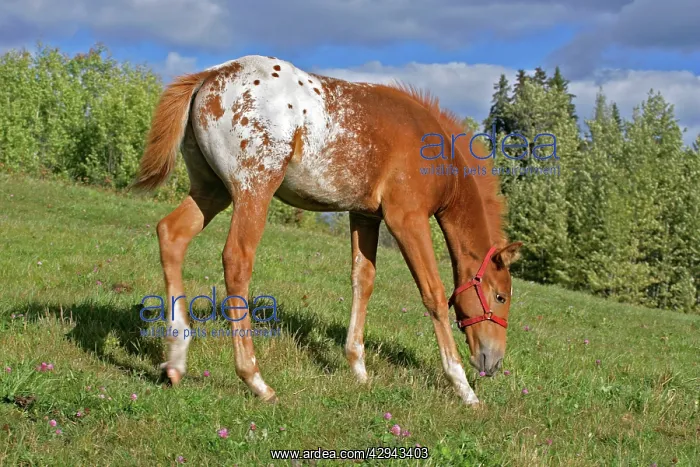 : Horse - Appaloosa Colt feeding in meadow : Horse - Appaloosa Colt feeding in meadow