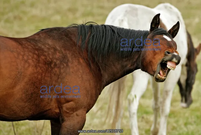 : Horse Appaloosa in field, yawning : Horse Appaloosa in field, yawning