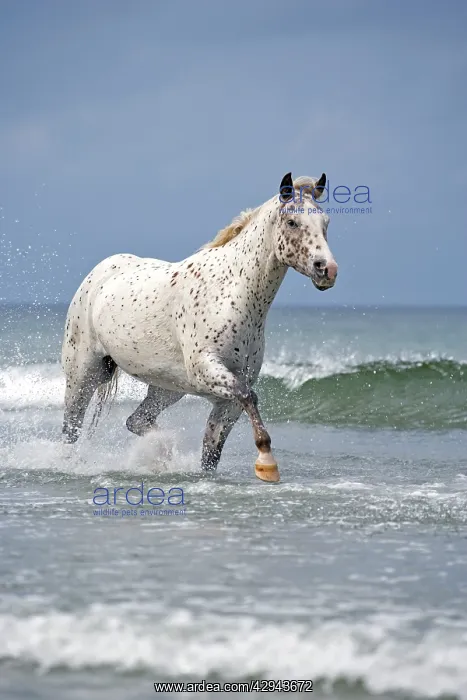  : Horse - Appaloosa galloping through ocean surf