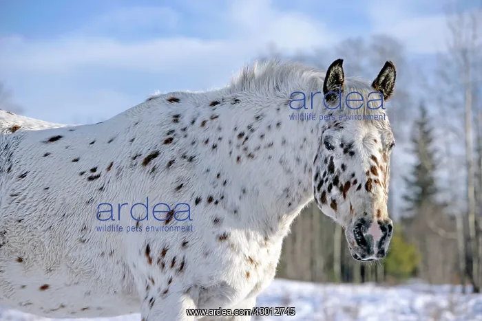  : Horse Appaloosa Horse at winter pasture in snow