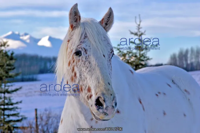  : Horse Appaloosa Horse at winter pasture in snow