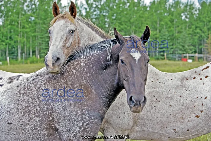: Horse Appaloosa Horses standing together at summer pasture : Horse Appaloosa Horses standing together at summer pasture