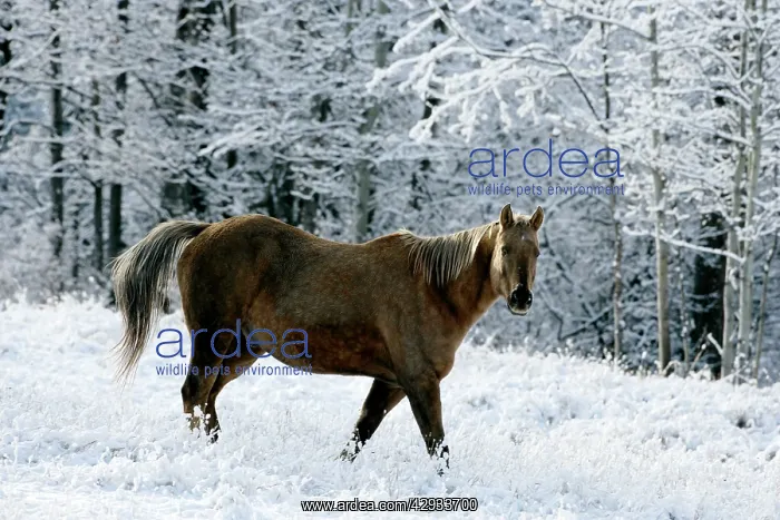 : Horse - Appaloosa at pasture walking in fresh snow : Horse - Appaloosa at pasture walking in fresh snow