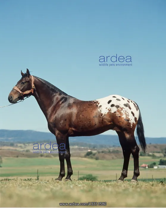 : HORSE - APPALOOSA STALLION : HORSE - APPALOOSA STALLION