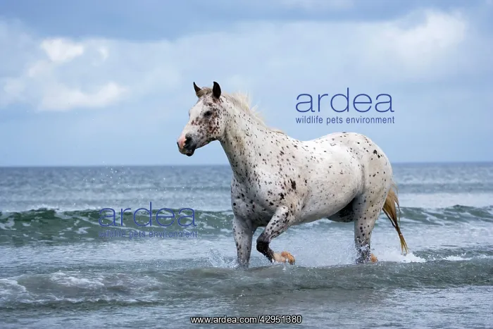 : Horse Appaloosa trotting in ocean surf : Horse Appaloosa trotting in ocean surf