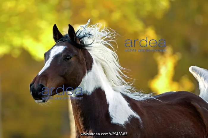 : Horse - Arab Paint Gelding galloping in field of : Horse - Arab Paint Gelding galloping in field of