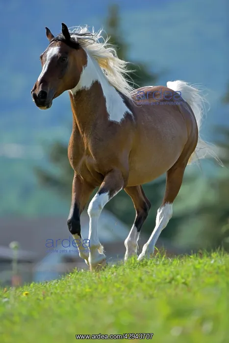 : Horse - Arab Paint Gelding galloping in meadow : Horse - Arab Paint Gelding galloping in meadow