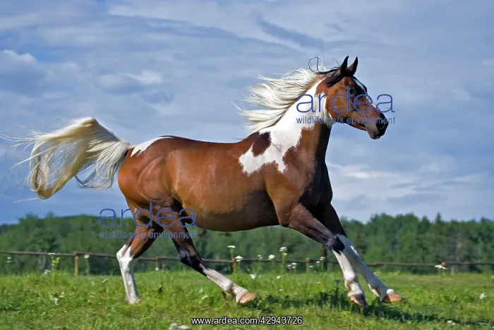 : Horse - Arab Paint, gelding galloping in pasture : Horse - Arab Paint, gelding galloping in pasture