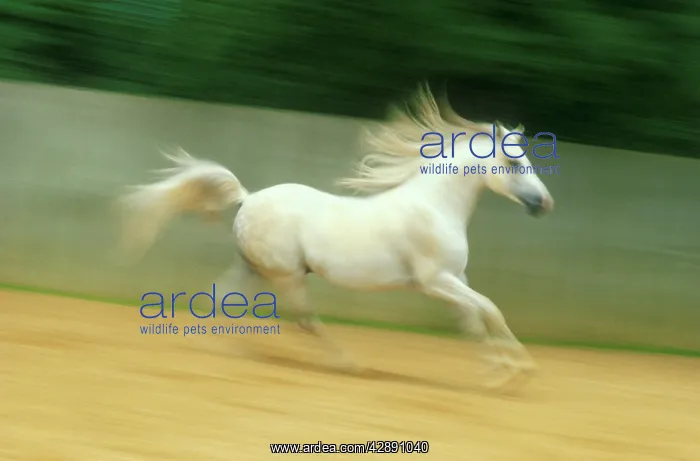 : HORSE - ARAB STALLION