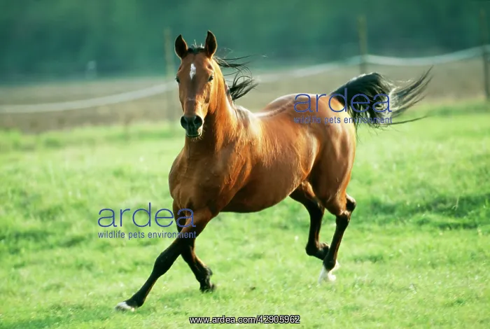  : HORSE - Arab Stallion, galloping