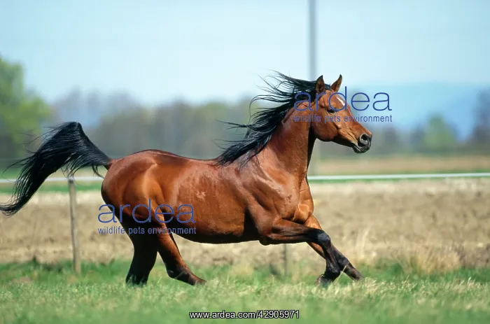  : Horse - Arab stallion galloping