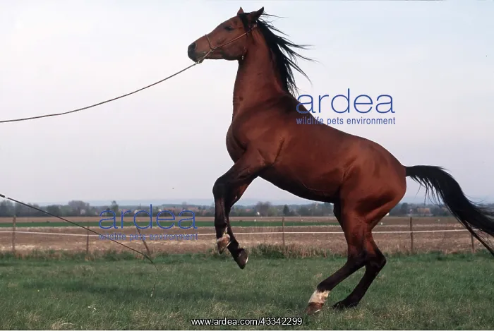 : Horse - Arab Stallion, rearing : Horse - Arab Stallion, rearing