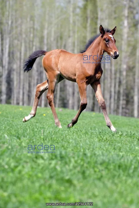 : Horse - Arabian Bay Colt trotting, portrait, profile : Horse - Arabian Bay Colt trotting, portrait, profile