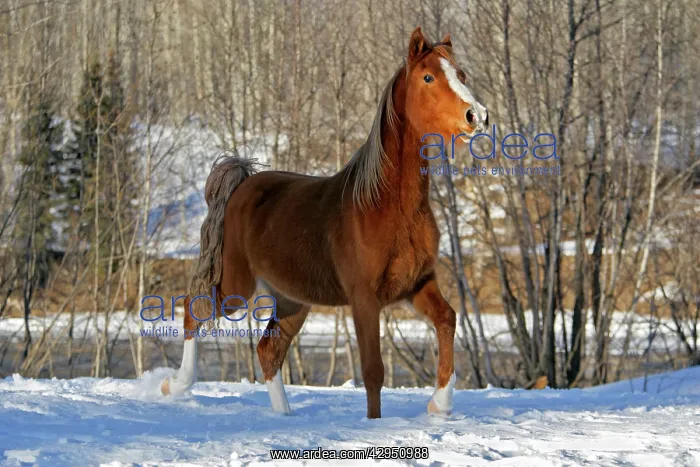 : Horse - Arabian chestnut alert, running in snow : Horse - Arabian chestnut alert, running in snow