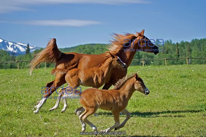  : Horse - Arabian chestnut Mare and fillies galloping