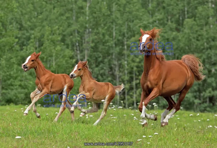 : Horse - Arabian Chestnut Mare and two fillies running : Horse - Arabian Chestnut Mare and two fillies running