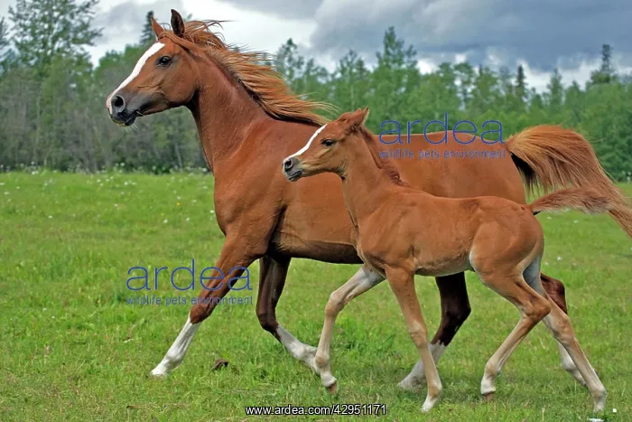 : Horse - Arabian Chestnut Mare and filly running : Horse - Arabian Chestnut Mare and filly running
