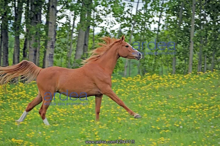 : Horse - Arabian chestnut mare trotting on meadow of flowers : Horse - Arabian chestnut mare trotting on meadow of flowers