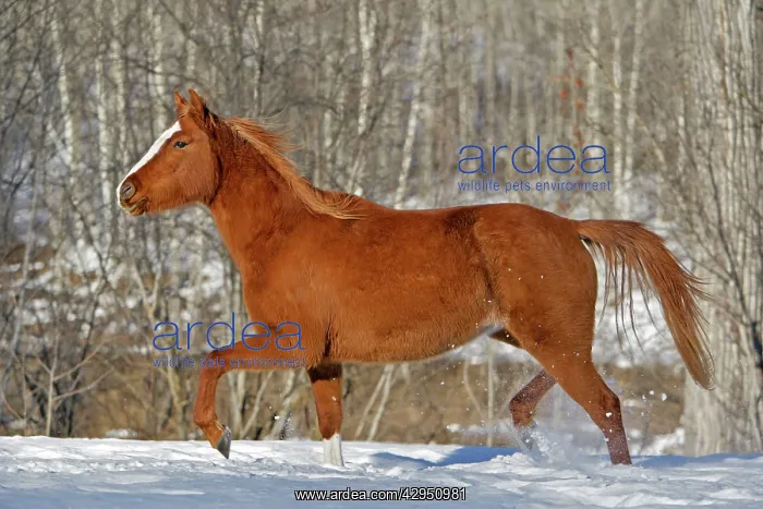 : Horse - Arabian chestnut running in snow covered field : Horse - Arabian chestnut running in snow covered field
