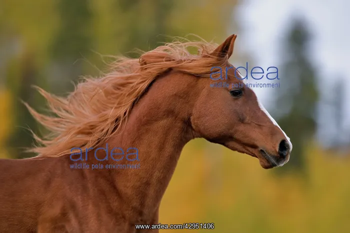: Horse - Arabian chestnut Stallion galloping : Horse - Arabian chestnut Stallion galloping