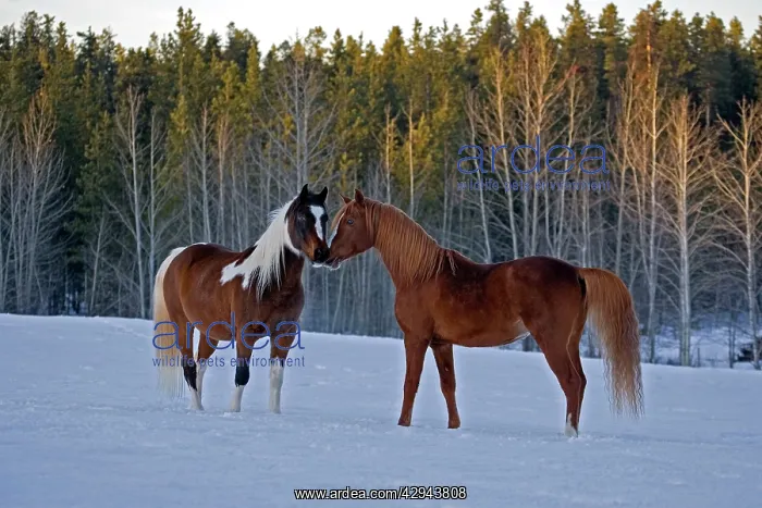: Horse - Arabian chestnut Stallion and Paint Gelding : Horse - Arabian chestnut Stallion and Paint Gelding
