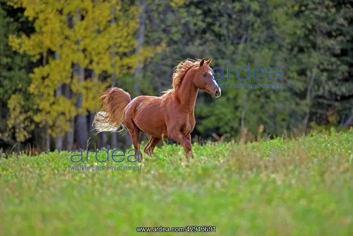 : Horse - Arabian chestnut Stallion running in meadow : Horse - Arabian chestnut Stallion running in meadow