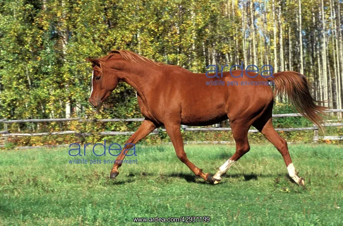 : Horse - Arabian chestnut walking : Horse - Arabian chestnut walking