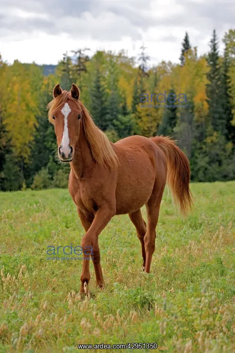 : Horse - Arabian chestnut Yearling at pasture : Horse - Arabian chestnut Yearling at pasture