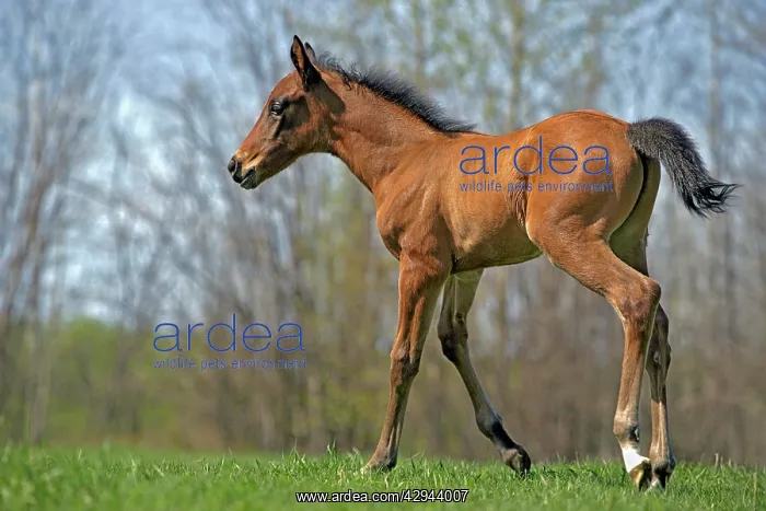  : Horse - Arabian Colt few days old trotting on meadow
