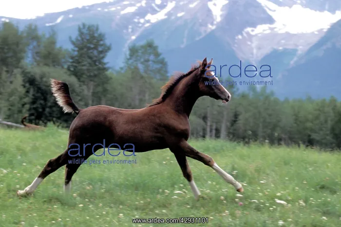 : Horse - Arabian Foal running in pasture : Horse - Arabian Foal running in pasture