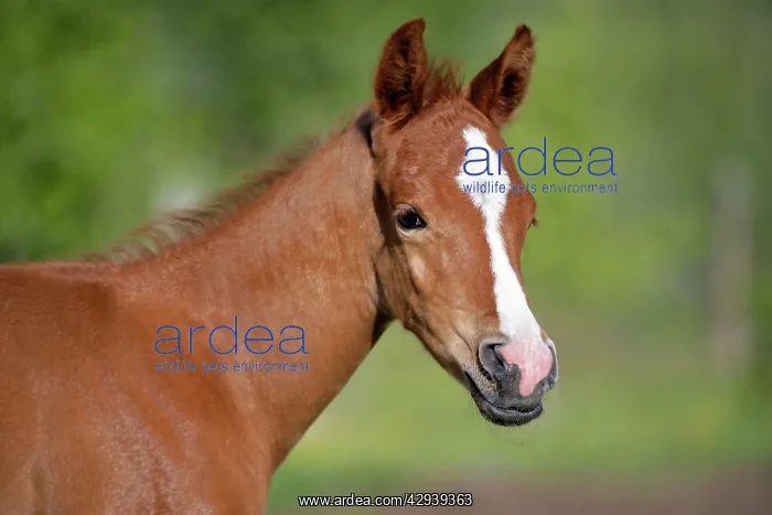 : Horse - Arabian Foal, two weeks old, portrait : Horse - Arabian Foal, two weeks old, portrait