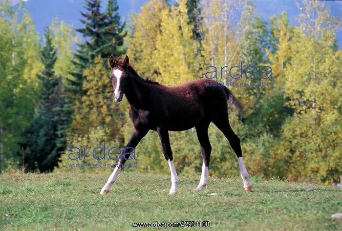 : Horse - Arabian Foal few weeks old, walking in : Horse - Arabian Foal few weeks old, walking in