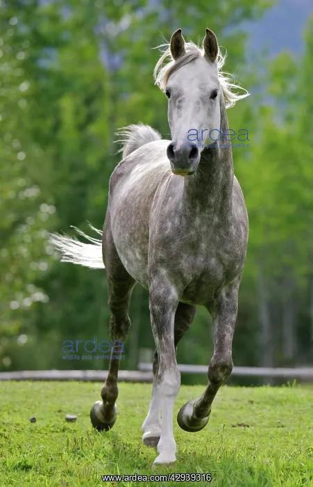 : Horse, Arabian Gelding running : Horse, Arabian Gelding running