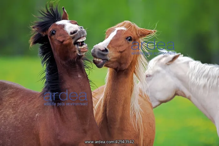 : Horse - Arabian Geldings chestnut and bay at pasture playing : Horse - Arabian Geldings chestnut and bay at pasture playing