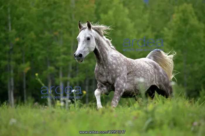 : Horse - Arabian gray dapple galloping in meadow : Horse - Arabian gray dapple galloping in meadow