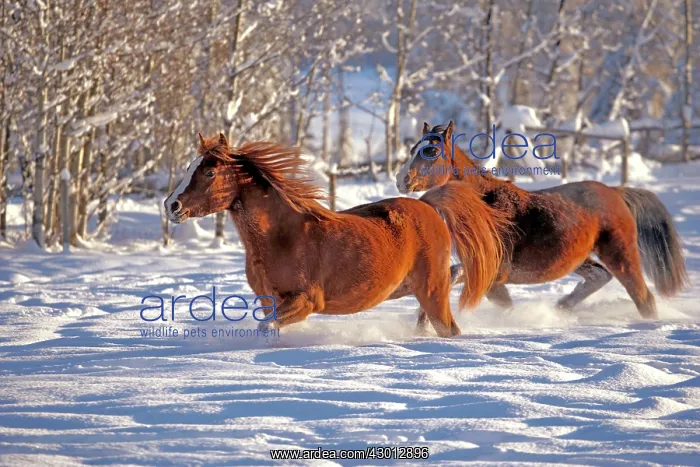 : Horse Arabian horses running together in fresh snow : Horse Arabian horses running together in fresh snow