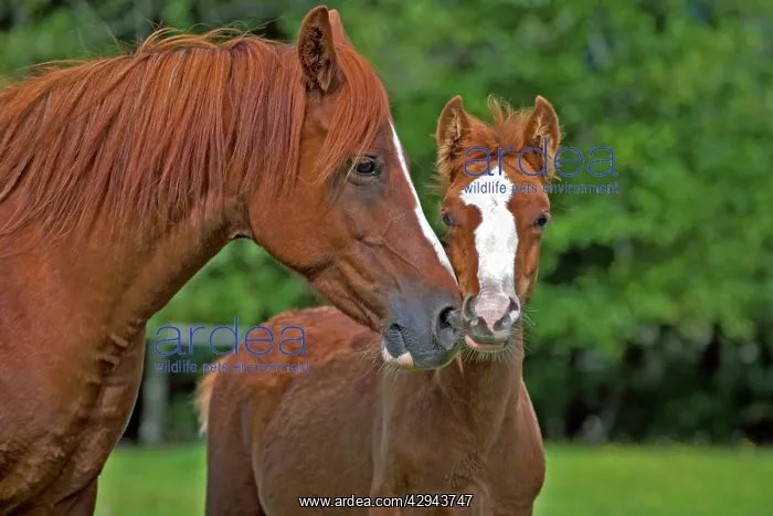 : Horse - Arabian Mare and Colt standing together in meadow : Horse - Arabian Mare and Colt standing together in meadow
