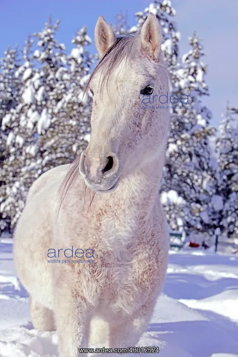 : Horse Arabian Mare flea-bitten in deep snow at winter : Horse Arabian Mare flea-bitten in deep snow at winter