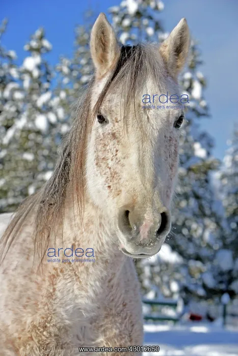 : Horse Arabian Mare flea-bitten in deep snow at winter : Horse Arabian Mare flea-bitten in deep snow at winter
