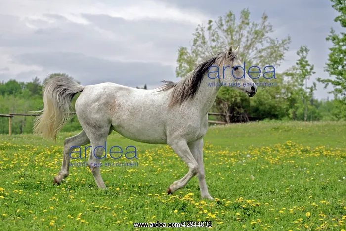 : Horse - Arabian Mare grey trotting in meadow of flowers : Horse - Arabian Mare grey trotting in meadow of flowers