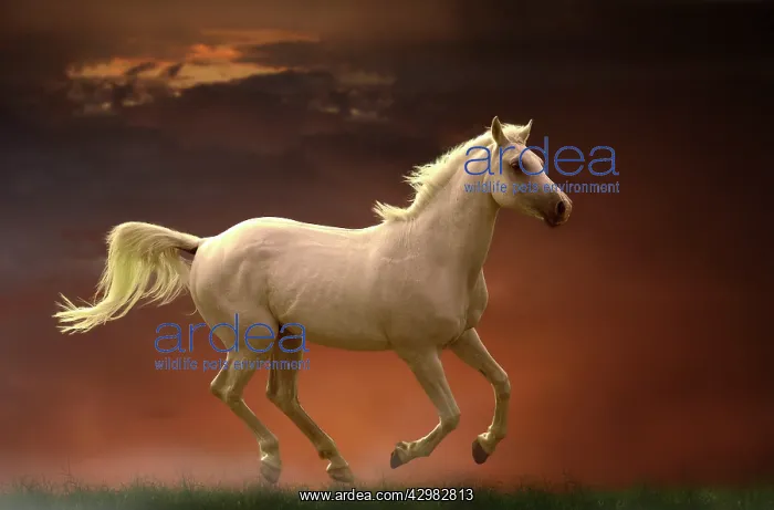  : Horse - Arabian - running