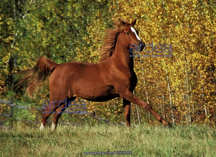 : Horse - Arabian running in field : Horse - Arabian running in field