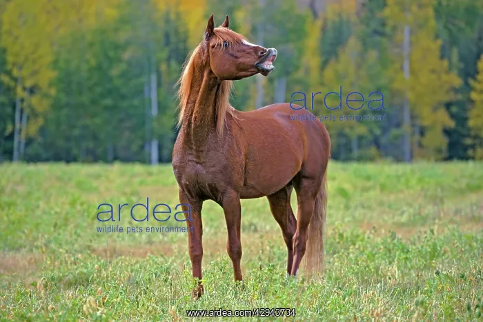 : Horse - Arabian Stallion chestnut in meadow : Horse - Arabian Stallion chestnut in meadow