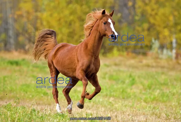 : Horse - Arabian Stallion galloping on meadow : Horse - Arabian Stallion galloping on meadow
