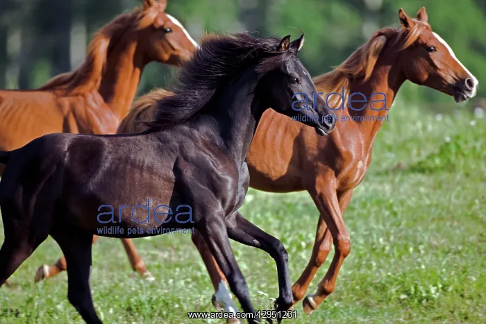 : Horse - Arabian Yearling galloping together on flower meadow : Horse - Arabian Yearling galloping together on flower meadow